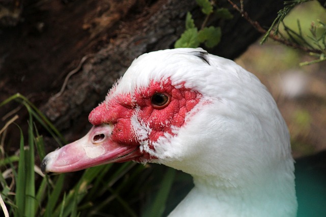 萨里：国米拥有意甲最强的阵容，全欧比他们更强的队寥寥无几