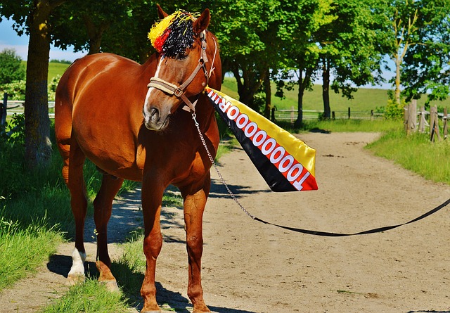 彩纷呈的对 彩纷呈的对