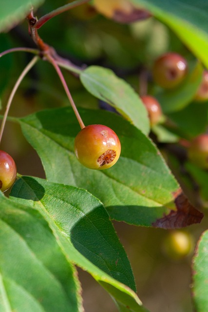 比赛的观赏 比赛的观赏